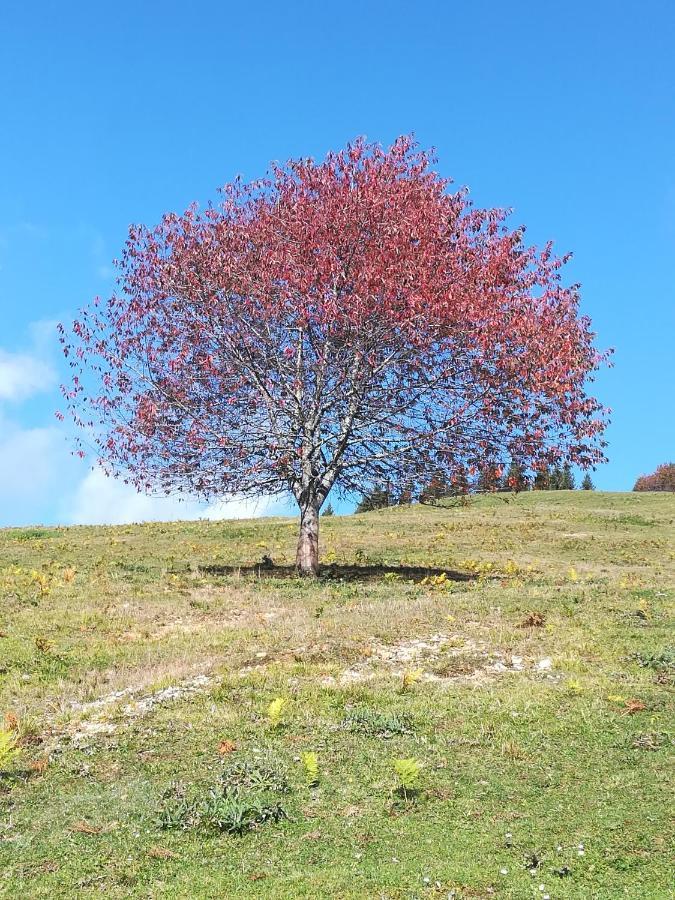 Zbogar Appartement Rateče Buitenkant foto